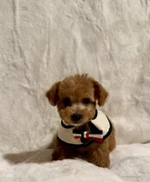 Junior, a male Poodle - Toy  for sale in Los Angeles, CA – 3 of 5