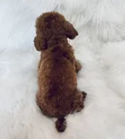 Jay-Jay deep red toy, a male Poodle - Toy  for sale in Los Angeles, CA – 3 of 3