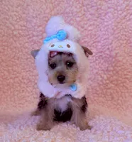 Melody toy, a female Yorkshire Terrier for sale in Los Angeles, CA – 5 of 7