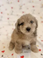 Barbie, a female Yorkshire Terrier and Poodle - Toy  for sale in Los Angeles, CA – 2 of 4