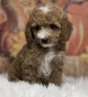 Sofie red Parti toy, a female Poodle - Toy  for sale in Los Angeles, CA – 2 of 5