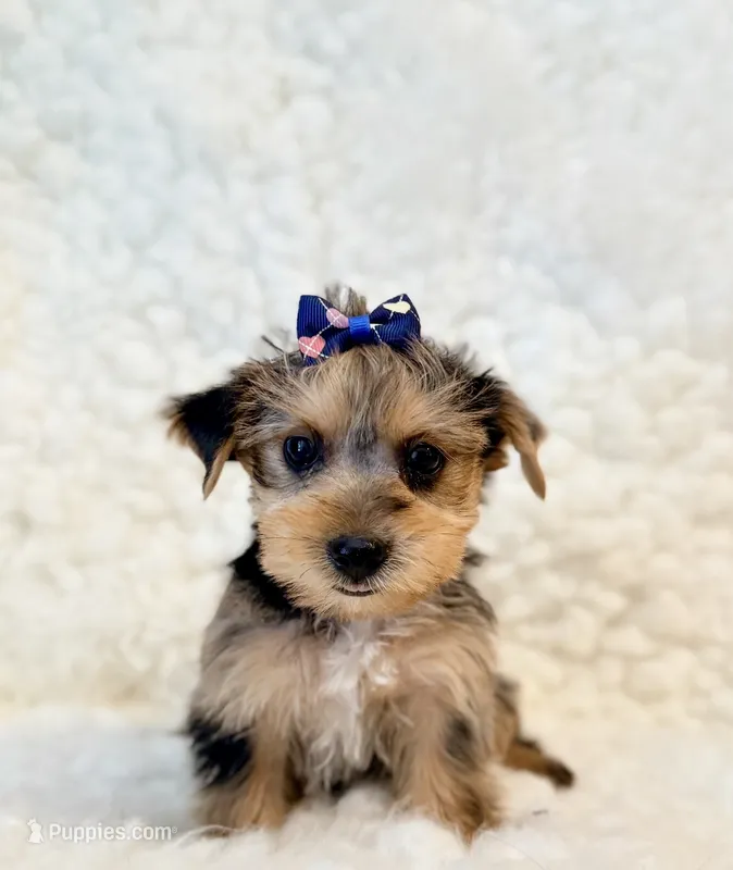 Yo-yo  blue Merle  – Yorkshire Terrier puppy for sale in Los Angeles, CA