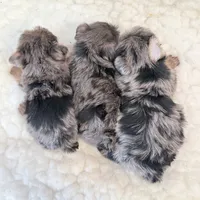 Yo-yo  blue Merle , a male Yorkshire Terrier for sale in Los Angeles, CA – 7 of 8