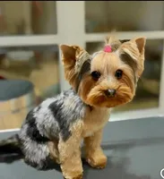 Blue tiny toy, a male Yorkshire Terrier for sale in Los Angeles, CA – 8 of 8