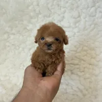 Ammie micro teacup, a female Poodle - Toy  for sale in Los Angeles, CA – 2 of 7