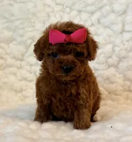 Summer tiny toy deep red, a female Poodle - Toy  for sale in Los Angeles, CA – 2 of 4