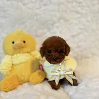 Baby bear deep red, a male Poodle - Toy  for sale in Los Angeles, CA – Photo 4 of 6