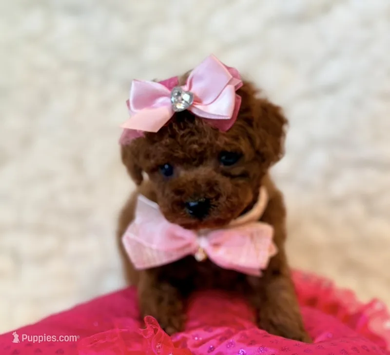 Scarlet tiny tiny – Poodle - Toy  puppy for sale in Los Angeles, CA
