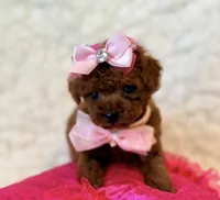Scarlet tiny tiny, a female Poodle - Toy  for sale in Los Angeles, CA – 1 of 3