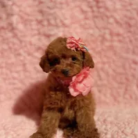 Tiny AKC FULL TEACUP/toy, a female Poodle - Toy  for sale in Los Angeles, CA – Photo 1 of 6