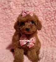 Tiny AKC FULL TEACUP/toy, a female Poodle - Toy  for sale in Los Angeles, CA – Photo 3 of 6