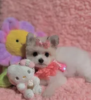 Kitty  teacup , a female Pomeranian and Poodle - Toy  for sale in Los Angeles, CA – 2 of 8