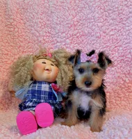 Melody toy, a female Yorkshire Terrier for sale in Los Angeles, CA – 4 of 7