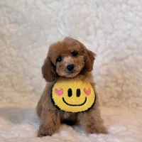 Fluffy , a male Poodle - Toy  for sale in Los Angeles, CA – 3 of 6