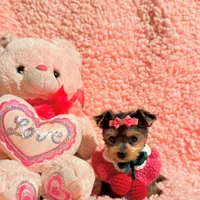 Ella teacup, a female Yorkshire Terrier for sale in Los Angeles, CA – 7 of 8