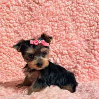 Ella teacup, a female Yorkshire Terrier for sale in Los Angeles, CA – 6 of 8