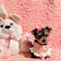 Ella teacup, a female Yorkshire Terrier for sale in Los Angeles, CA – 3 of 8