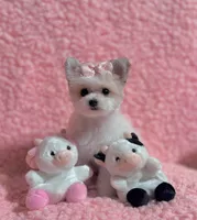 Kitty  teacup , a female Pomeranian and Poodle - Toy  for sale in Los Angeles, CA – 5 of 8