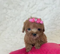 Ammie micro teacup, a female Poodle - Toy  for sale in Los Angeles, CA – 1 of 7