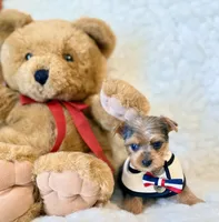 Blue tiny toy, a male Yorkshire Terrier for sale in Los Angeles, CA – 3 of 8