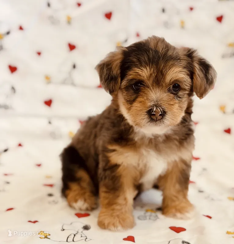 Daisy – Yorkshire Terrier, Poodle - Toy  puppy for sale in Los Angeles, CA