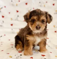 Daisy, a female Yorkshire Terrier and Poodle - Toy  for sale in Los Angeles, CA – 1 of 4