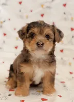 Daisy, a female Yorkshire Terrier and Poodle - Toy  for sale in Los Angeles, CA – 2 of 4
