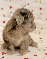 Barbie, a female Yorkshire Terrier and Poodle - Toy  for sale in Los Angeles, CA – 3 of 4