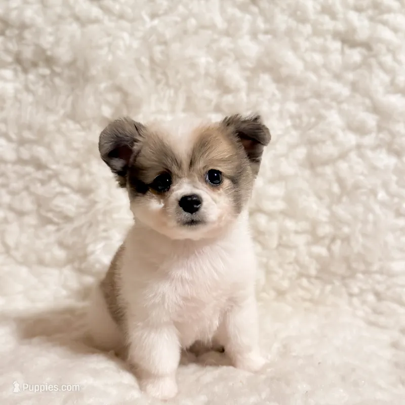 Jasper Pompoo teacup – Pomeranian, Poodle - Toy  puppy for sale in Los Angeles, CA
