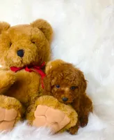 Sneakers, a male Poodle - Toy  for sale in Los Angeles, CA – 3 of 4
