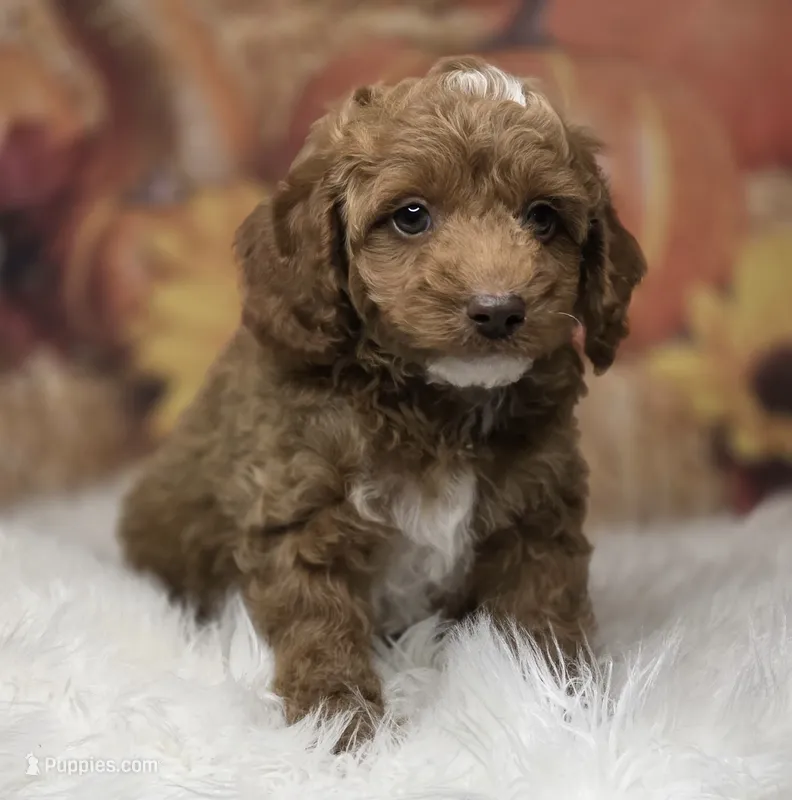 Parti boy red/white toy – Poodle - Toy  puppy for sale in Los Angeles, CA