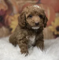 Parti boy red/white toy, a male Poodle - Toy  for sale in Los Angeles, CA – 1 of 4