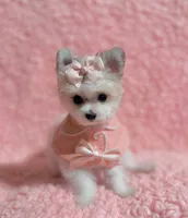 Kitty  teacup , a female Pomeranian and Poodle - Toy  for sale in Los Angeles, CA – 1 of 8
