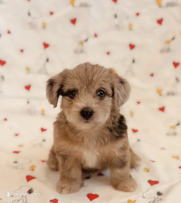 Barbie – Yorkshire Terrier, Poodle - Toy  puppy for sale in Los Angeles, CA