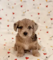 Barbie, a female Yorkshire Terrier and Poodle - Toy  for sale in Los Angeles, CA – 1 of 4
