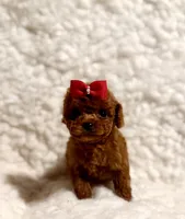 Zoey teacup deep red, a male Poodle - Toy  for sale in Los Angeles, CA – Photo 2 of 6