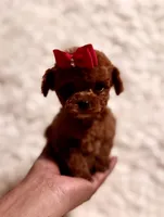 Zoey teacup deep red, a male Poodle - Toy  for sale in Los Angeles, CA – Photo 3 of 6