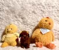 Zoey teacup deep red, a male Poodle - Toy  for sale in Los Angeles, CA – Photo 5 of 6