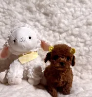 Zoey teacup deep red, a male Poodle - Toy  for sale in Los Angeles, CA – Photo 4 of 6