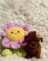 Zoey teacup deep red, a male Poodle - Toy  for sale in Los Angeles, CA – Photo 6 of 6