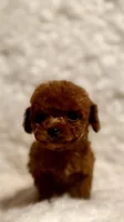 Zoey teacup deep red, a male Poodle - Toy  for sale in Los Angeles, CA – Photo 1 of 6