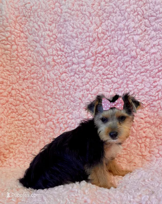 Melody toy – Yorkshire Terrier puppy for sale in Los Angeles, CA