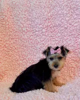 Melody toy, a female Yorkshire Terrier for sale in Los Angeles, CA – 1 of 7