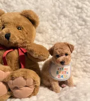 Teddy Bear, a male Poodle - Toy  for sale in Los Angeles, CA – Photo 5 of 5