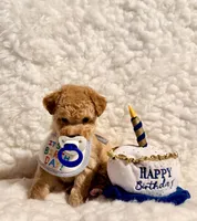 Teddy Bear, a male Poodle - Toy  for sale in Los Angeles, CA – Photo 4 of 5