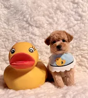 Teddy Bear, a male Poodle - Toy  for sale in Los Angeles, CA – Photo 2 of 5