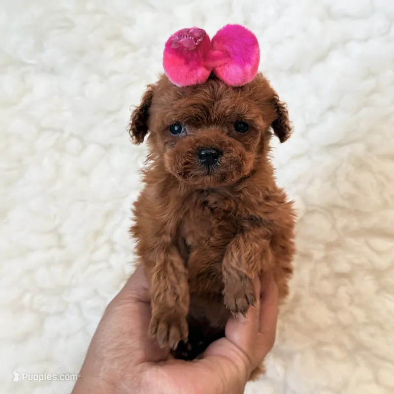 Baby deep red teacup – Poodle - Toy  puppy for sale in Los Angeles, CA