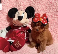 April tiny toy red, a female Poodle - Toy  for sale in Los Angeles, CA – Photo 5 of 5