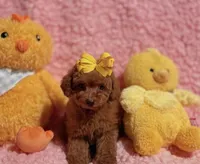 April tiny toy red, a female Poodle - Toy  for sale in Los Angeles, CA – Photo 1 of 5