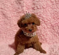 April tiny toy red, a female Poodle - Toy  for sale in Los Angeles, CA – Photo 4 of 5